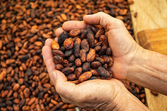 La culture du cacao