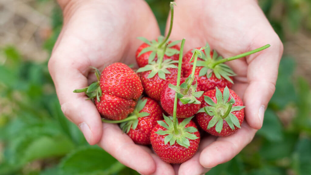 gesunden Eigenschaften der Erdbeere