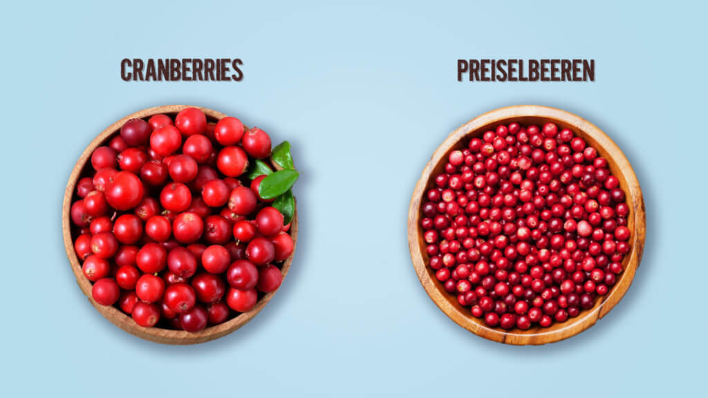 Infografik Cranberries und Preiselbeeren